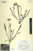 Isotype of Taraxacum subdolum Kirschner & Štepánek [family ASTERACEAE]