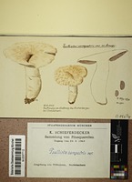 Agaricus campestris L. : Fr.