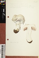 Agaricus aestivalis (F.H. Møller) Pilát