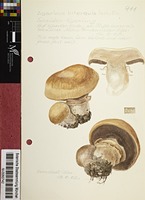 Agaricus bitorquis (Quél.) Sacc.