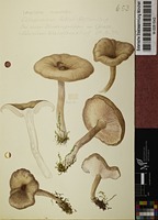 Lepista sordida (Schumach. : Fr.) Singer