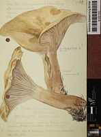 Leucopaxillus candidus (Bres.) Singer