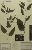 Isosyntype of Celosia schweinfurthiana Schinz [family AMARANTHACEAE]