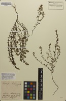 Original material of Euphrasia salisburgensis Funck ex Hoppe [family SCROPHULARIACEAE]