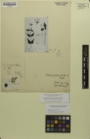 Isotype of Iresine ajuscana Suess. & Beyerle [family AMARANTHACEAE]