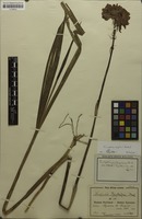 Filed as Eulophia mechowii (Rchb.f.) T.Durand & Schinz [family ORCHIDACEAE]