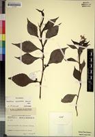 Isotype of Impatiens psychantha Launert [family BALSAMINACEAE]