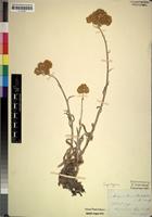 Syntype of Achyrocline hochstetteri Sch.Bip. ex A.Rich. [family COMPOSITAE]