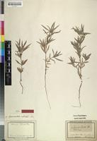 Isosyntype of Borreria radiata DC. [family RUBIACEAE]