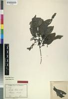 Isotype of Pavetta holstii K.Schum. [family RUBIACEAE]