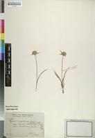 Type? of Cyperus angolensis Boeck. [family CYPERACEAE]