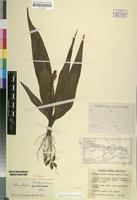 Isotype of Chlorophytum trachycarpum Oberm. [family ANTHERICACEAE]