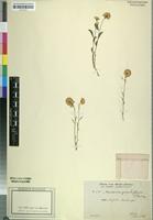 Isotype of Mechowia grandiflora Schinz [family AMARANTHACEAE]