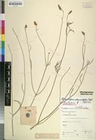 Isotype of Sericocoma denudata Hook.f. [family AMARANTHACEAE]