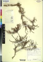 Isotype of Arthrocnemum mossianum Toelken [family CHENOPODIACEAE]