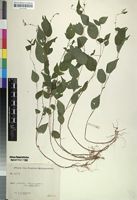 Isotype of Droguetia hildebrandtii Friis & Wilmot-Dear [family URTICACEAE]