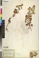 Isosyntype of Boscia reticulata Hochst. ex A.Rich. [family CAPPARACEAE]