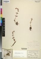 Holotype of Crassula guchabensis Merxm. [family CRASSULACEAE]