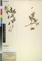 Monsonia senegalensis var. subbiflora Hochst.; nom. nud. [family GERANIACEAE]
