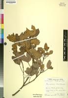 Rhus schliebenii R.Fern. & A.Fern. [family ANACARDIACEAE]