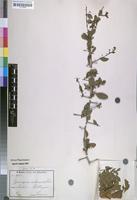 Isosyntype of Maytenus mossambicensis (Loes.) N.Robson var. ambonensis [family CELASTRACEAE]
