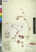 Holotype of Ampelocissus rhodesica Suess. [family VITACEAE]