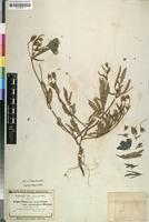 Isosyntype of Hibiscus articulatus Hochst. ex Mast. var. stenolobus [family MALVACEAE]