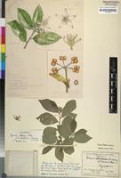 Holotype of Grewia hopkinsii Suess. & Merxm. [family TILIACEAE]