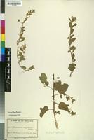Isotype of Hermannia angolensis K.Schum. [family STERCULIACEAE]