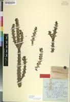 Isotype of Euphorbia griseola L.C.Leach ssp. mashonica [family EUPHORBIACEAE]