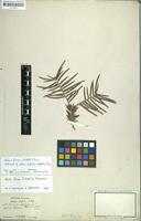 Lectotype of Abies bifida Siebold & Zucc. [family PINACEAE]