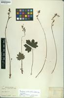 Lectotype of Saxifraga cortusifolia Siebold & Zucc. [family SAXIFRAGACEAE]