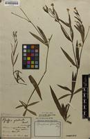 Isotype of Pfaffia glabrata Mart. [family AMARANTHACEAE]