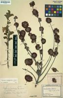 Filed as Combretum platypetalum Welw. ex M.A.Lawson [family COMBRETACEAE]