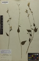 Lectotype of Campanula remotiflora Siebold & Zucc. [family CAMPANULACEAE]