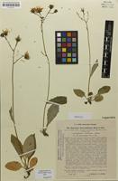 Isotype of Hieracium beauverdianum subsp. laricicola C.Bicknell & Zahn [family ASTERACEAE]