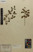Filed as Solanum villosum Mill. [family SOLANACEAE]