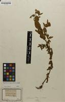 Filed as Epilobium capense Buchinger ex Krauss [family ONAGRACEAE]