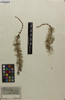Filed as Myriophyllum verticillatum L. [family HALORAGACEAE]