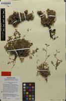 Isotype of Eriocycla ghafooriana Akhani [family APIACEAE]