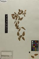 Syntype of Jasminum bahiense DC. [family OLEACEAE]