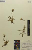 Isotype of Hieracium alpinum var. tubulosiforme Schack & Zahn [family ASTERACEAE]