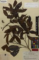 Isotype of Cordia lomatoloba I.M.Johnst. [family BORAGINACEAE]
