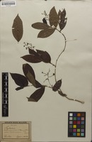 Isotype of Bertiera procumbens K.Schum. & K.Krause [family RUBIACEAE]