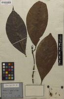Isosyntype of Ixora rufa Müll.Arg. [family RUBIACEAE]