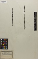 Filed as Striga gesnerioides (Willd.) Vatke [family SCROPHULARIACEAE]