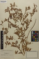 Type of Vicia amoena f. parviloba Freyn [family FABACEAE]