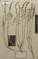 Type? of Artemisia herba-alba var. oranensis Debeaux [family ASTERACEAE]