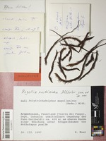 Holotype of Rogellia nectrioidea Döbbeler [family ODONTOTREMATACEAE]