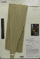 Filed as Borassus aethiopum Mart. [family ARECACEAE]